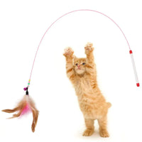 Thumbnail for Feathers Tease Cat Toys